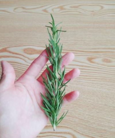 로즈마리 생잎 50g,100g 미리보기 이미지