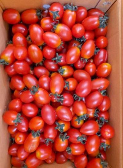대추방울토마토(2.5kg) 미리보기 이미지