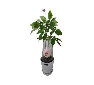 새싹인삼 화분(3뿌리) 미리보기 이미지