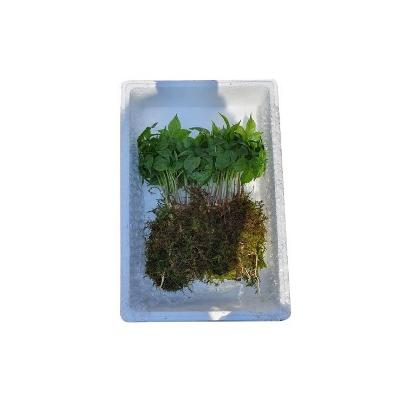 새싹인삼(뿌리당300~400원) 미리보기 이미지