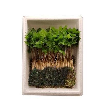 새싹인삼(뿌리당500~600원) 미리보기 이미지