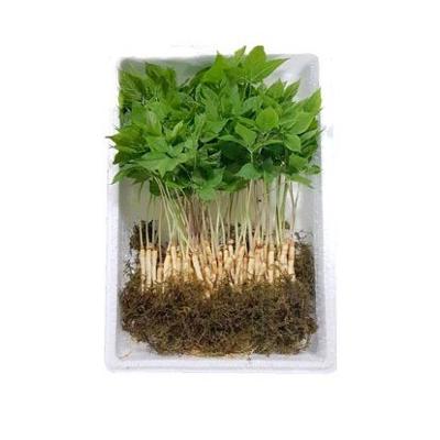 새싹인삼(뿌리당700~800원) 미리보기 이미지
