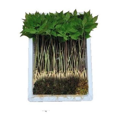 새싹인삼(뿌리당900~1,000원)	 미리보기 이미지