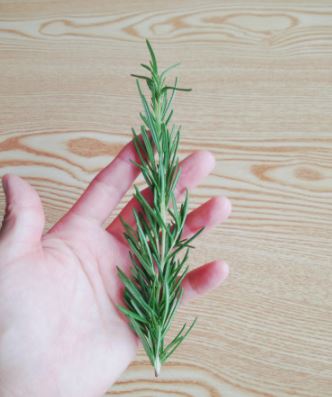 로즈마리 생잎 50g,100g
