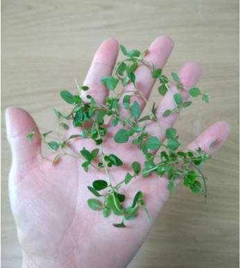 타임 허브 생잎 50g,100g