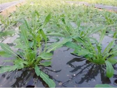 루꼴라 (와일드) 100g 250g 500g 피자 샐러드 미리보기 이미지