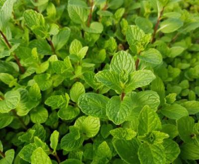 스피아민트 생잎 50g,100g 미리보기 이미지