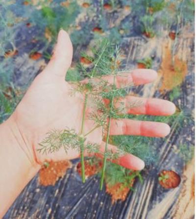 허브 딜(dill) 생잎 50g 100g 미리보기 이미지