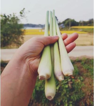 레몬그라스 생줄기 100g (허브차, 똠얌꿍, Lemongrass) 미리보기 이미지