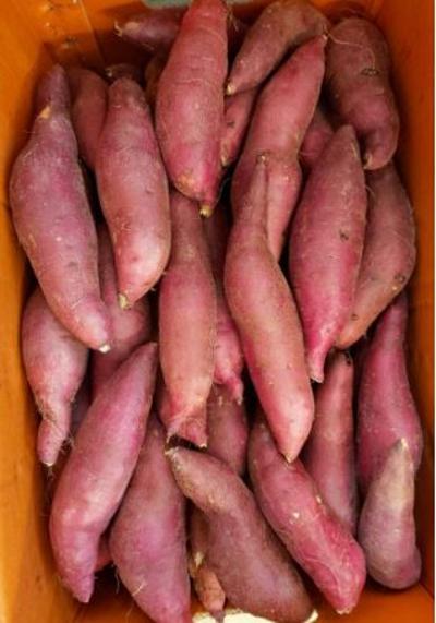 베니지민 꿀고구마(5kg_반상자) 미리보기 이미지