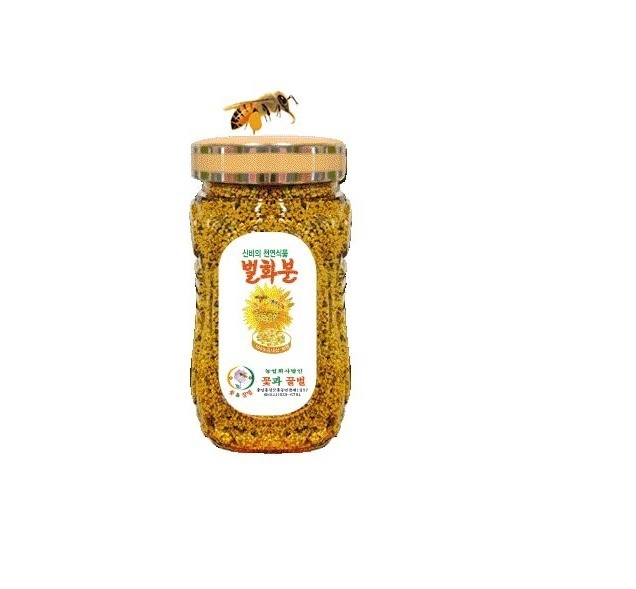 1kg 도토리 화분